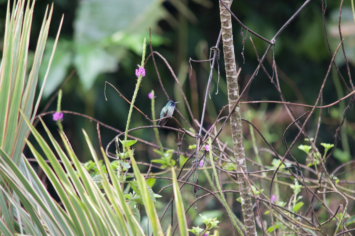 Colibri à tête violette - ML86357211