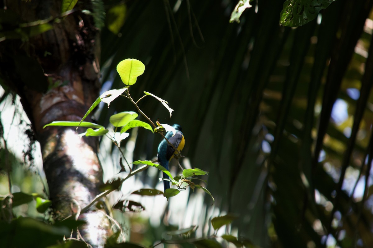 Northern Black-throated Trogon - ML86357611