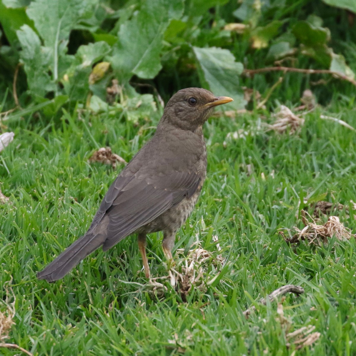 Chiguanco Thrush - ML86357741