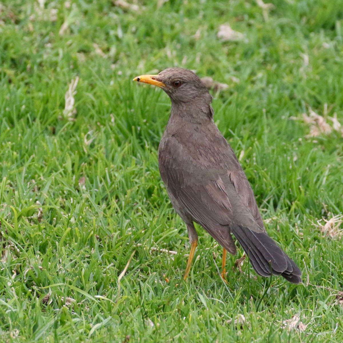 Chiguanco Thrush - ML86357791