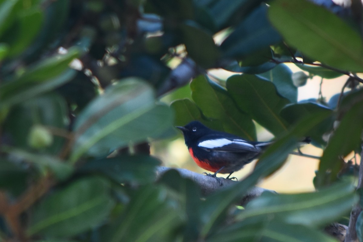 Painted Redstart - ML86358001