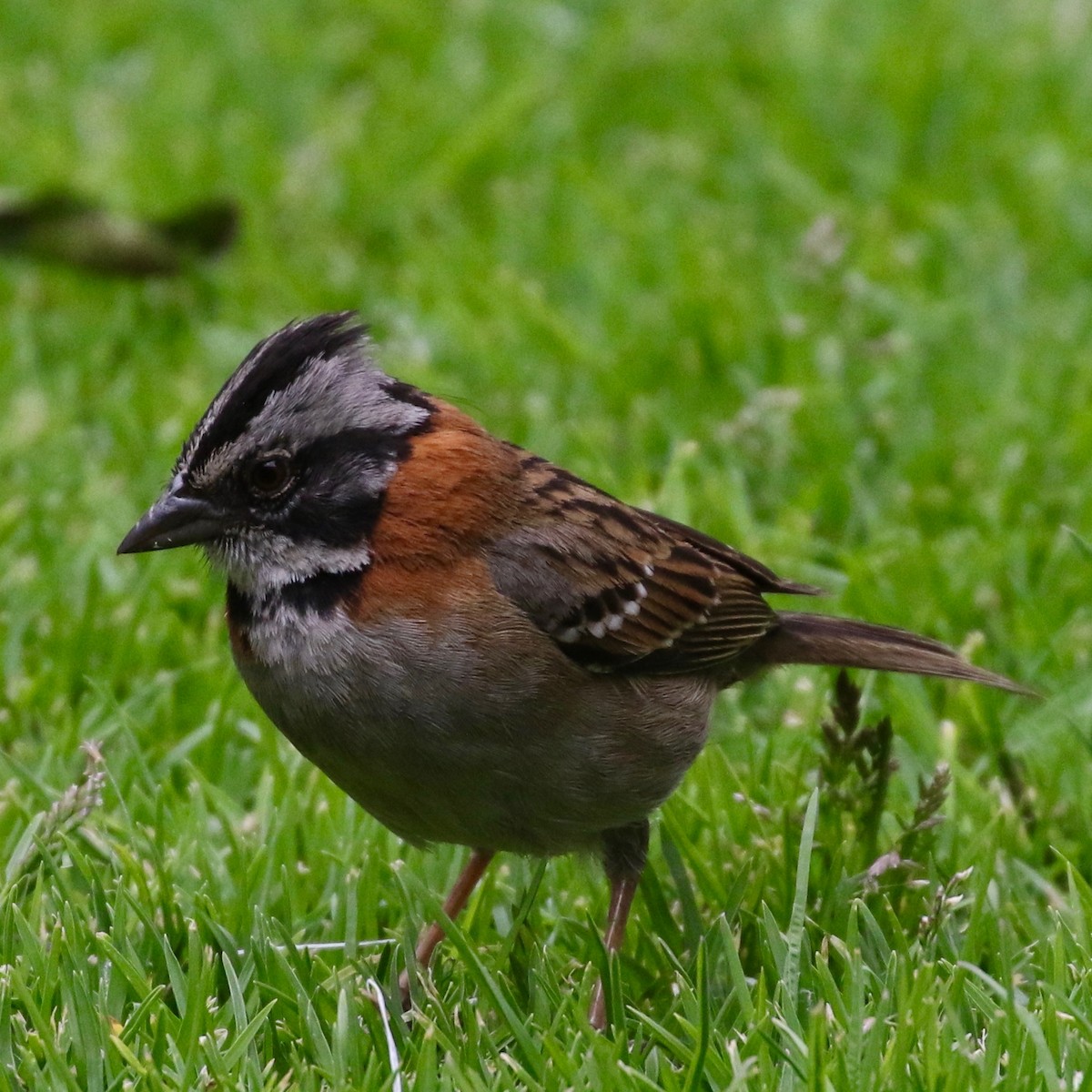 Rufous-collared Sparrow - ML86358611