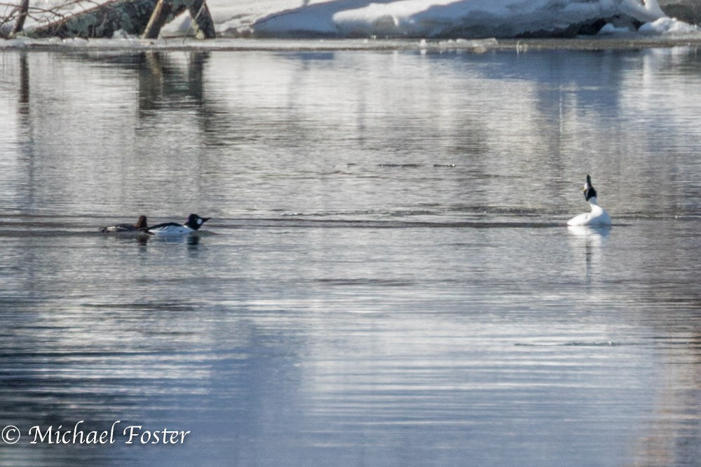 Common Goldeneye - ML86358761