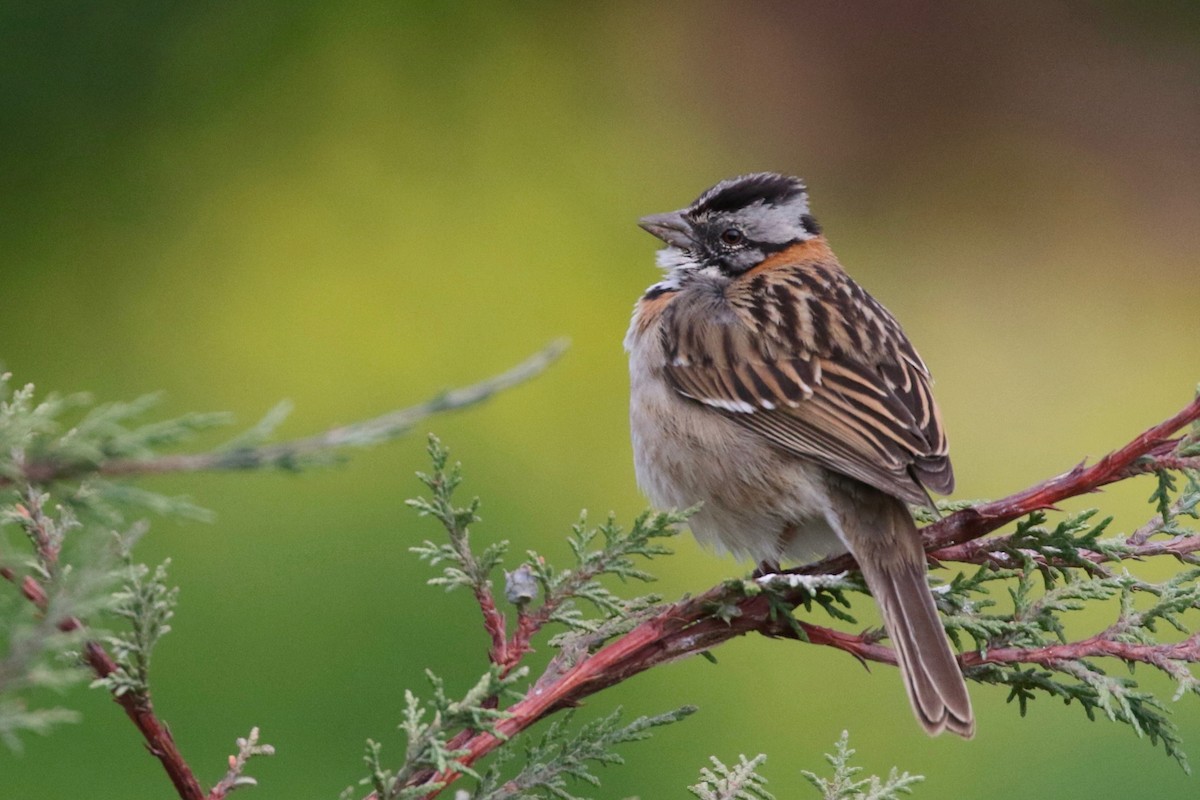 Rufous-collared Sparrow - Douglas Faulder