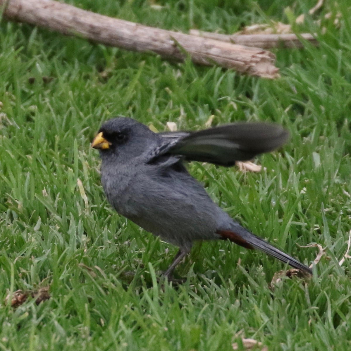 Band-tailed Seedeater - ML86359511