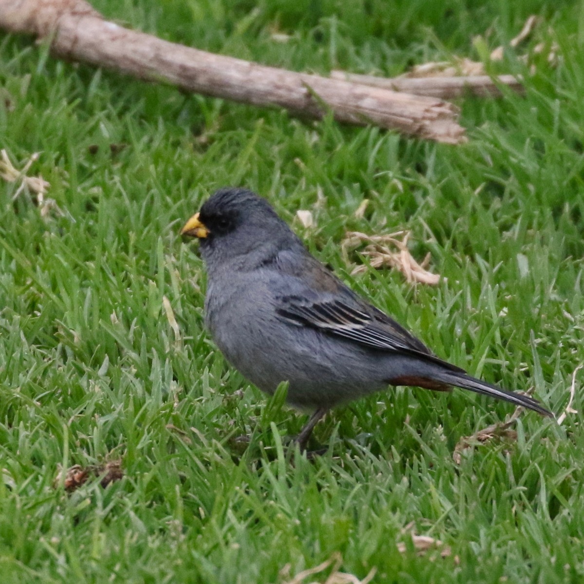 Band-tailed Seedeater - ML86359631
