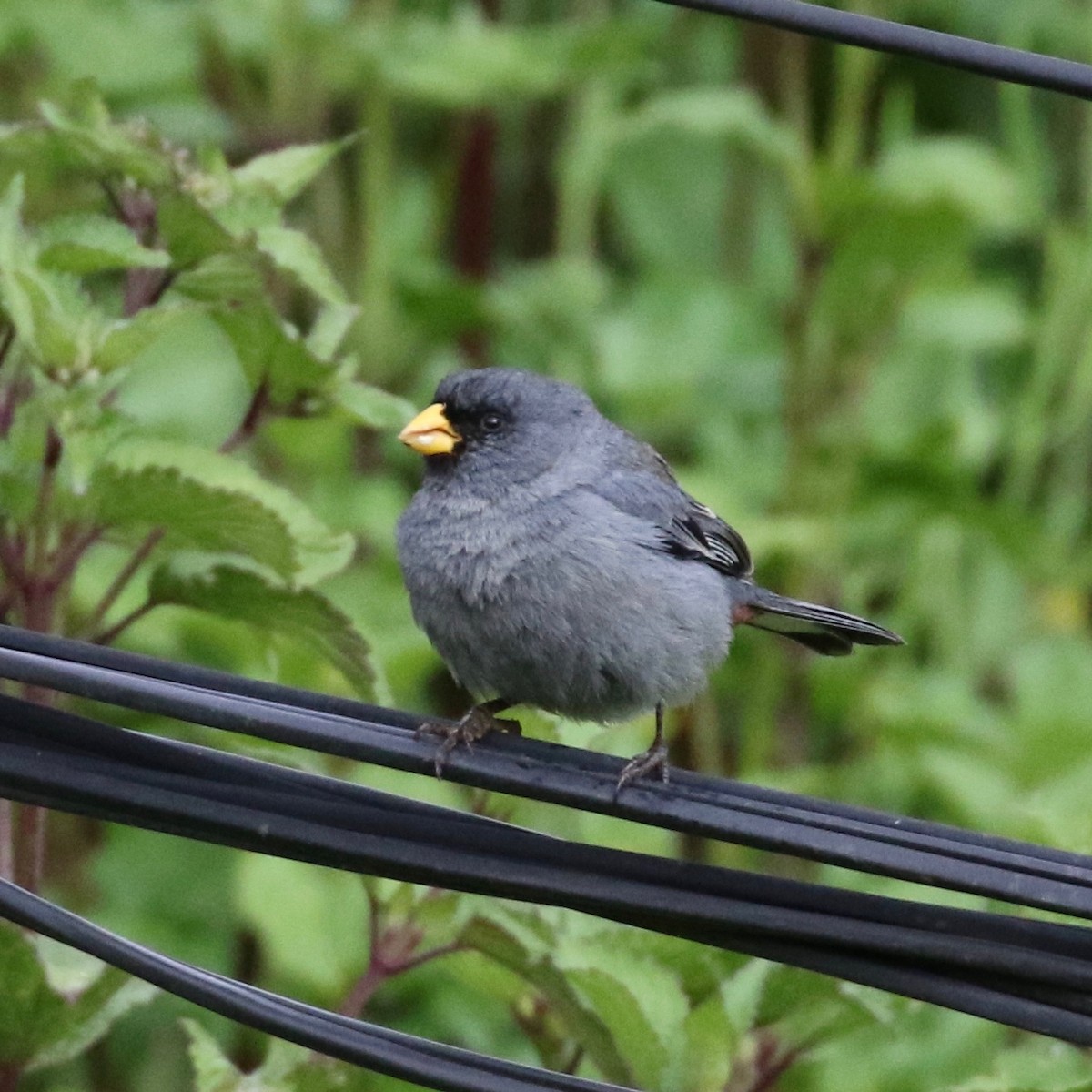 Band-tailed Seedeater - ML86359891