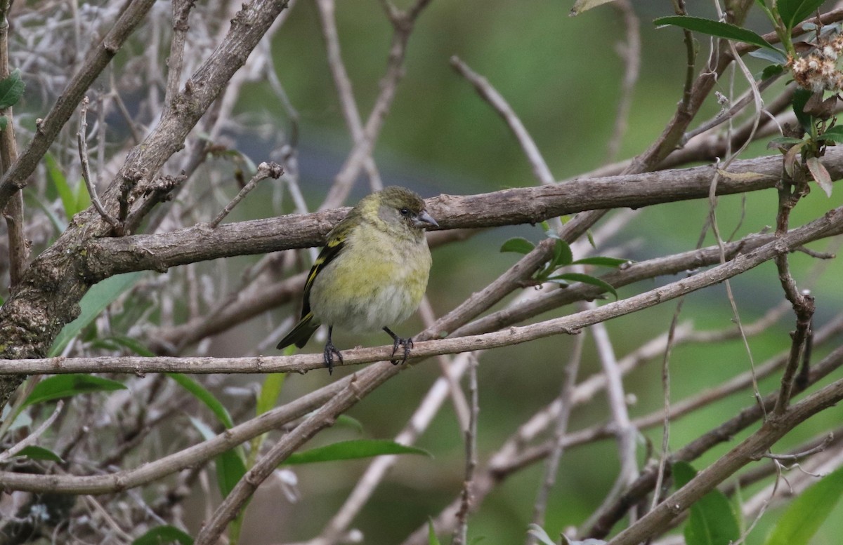 Hooded Siskin - ML86360271