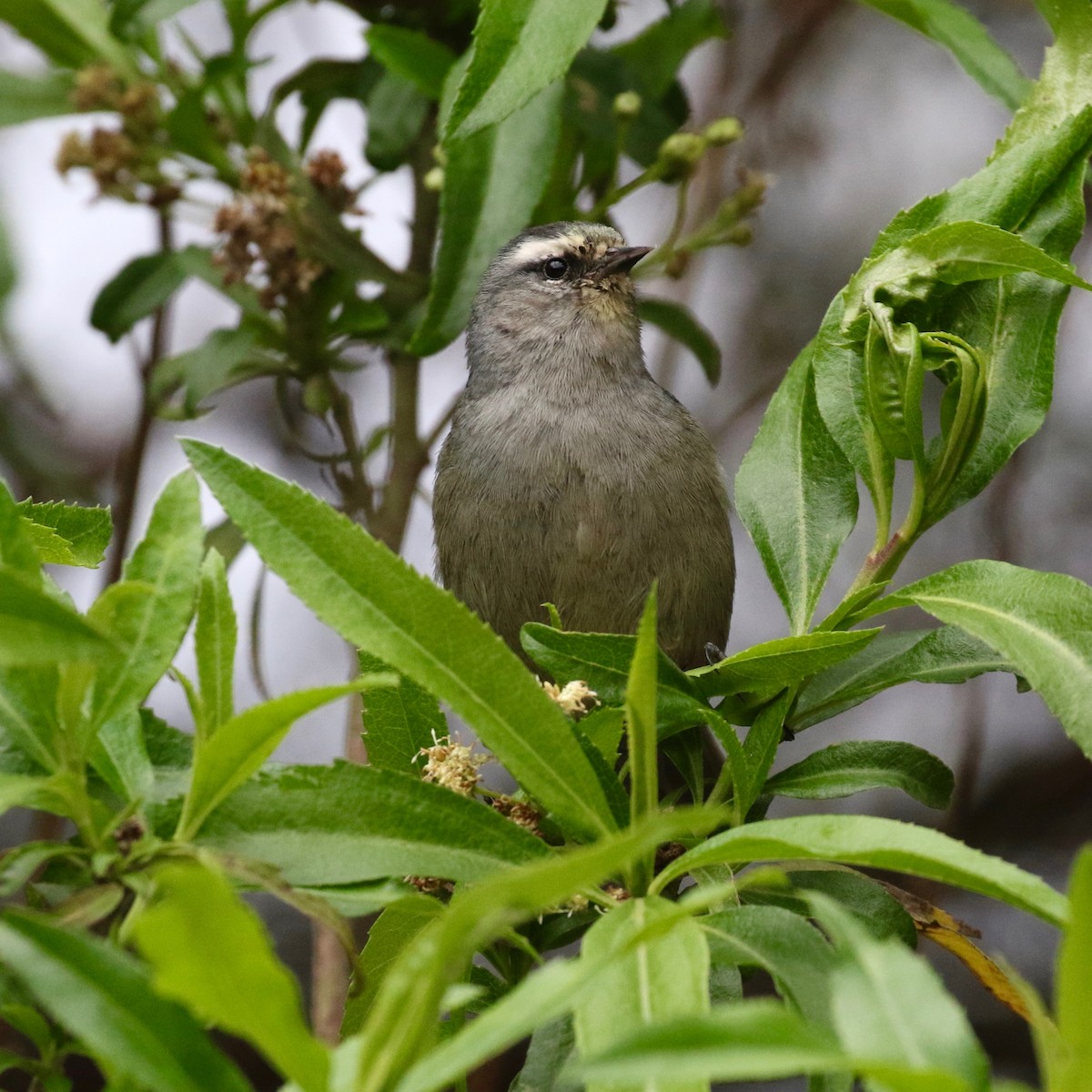 Cinereous Conebill - ML86360301