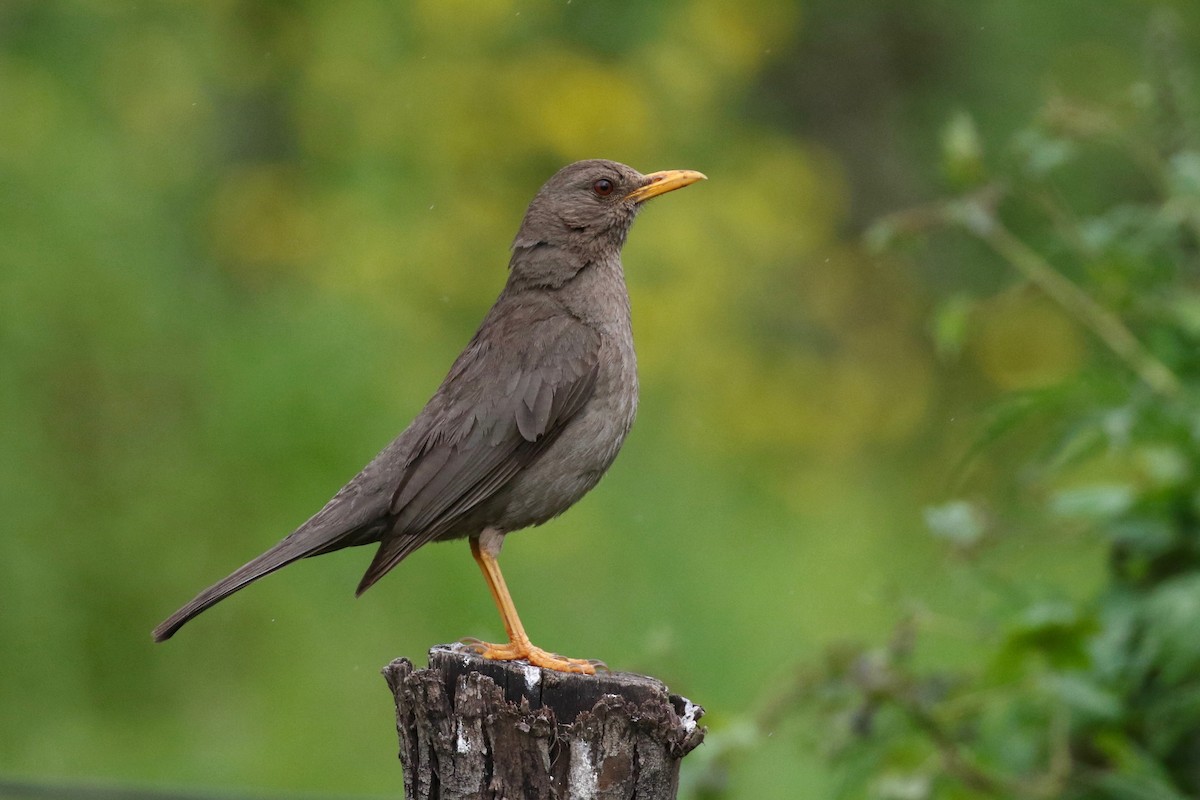 Chiguanco Thrush - Douglas Faulder