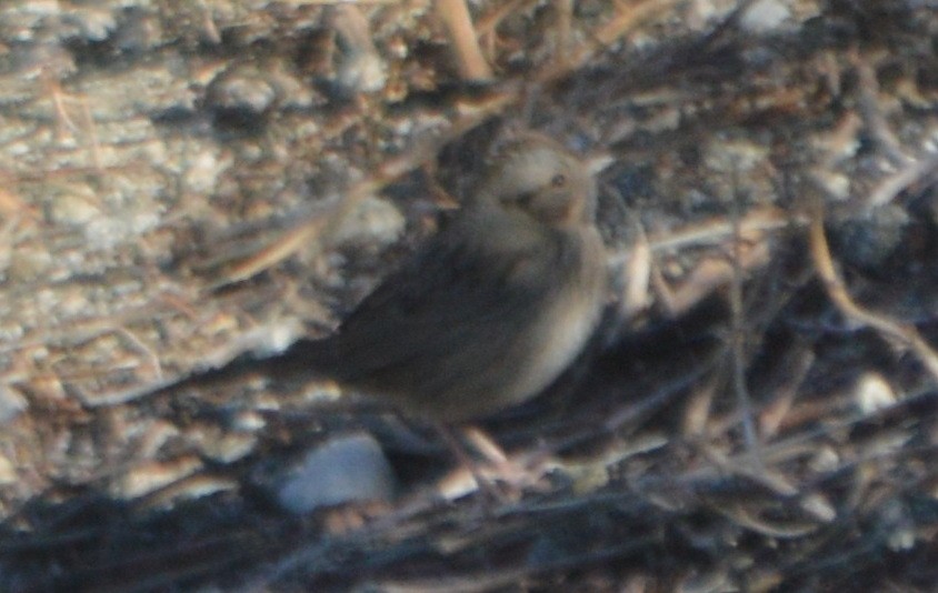 Lincoln's Sparrow - ML86362301