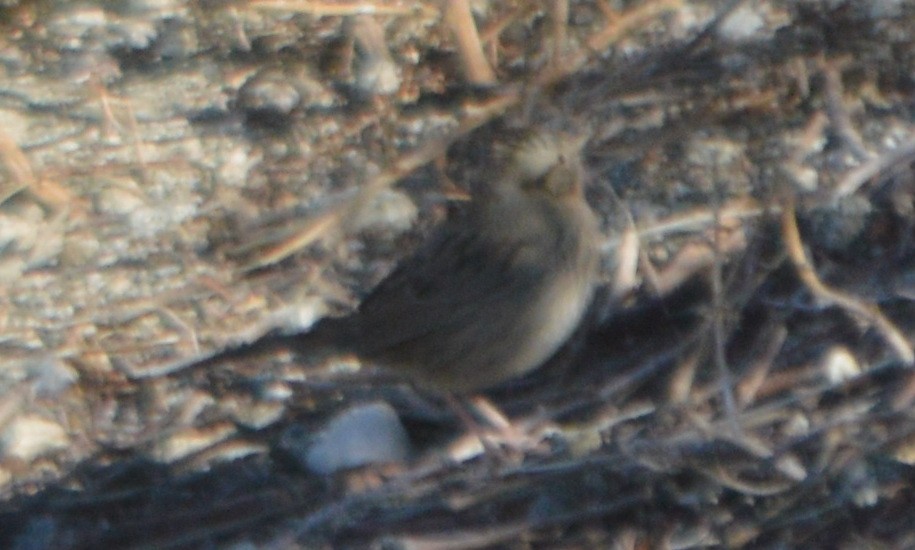 Lincoln's Sparrow - John McCallister