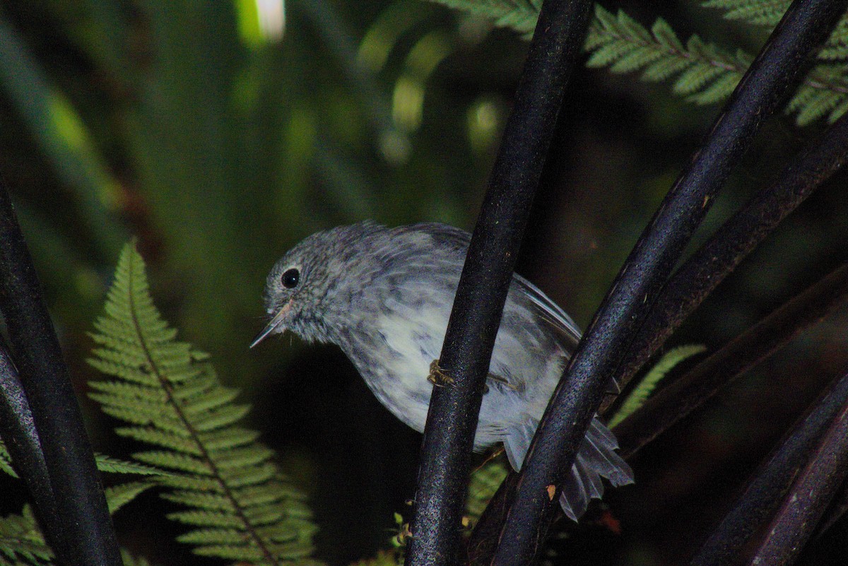 North Island Robin - ML86362351