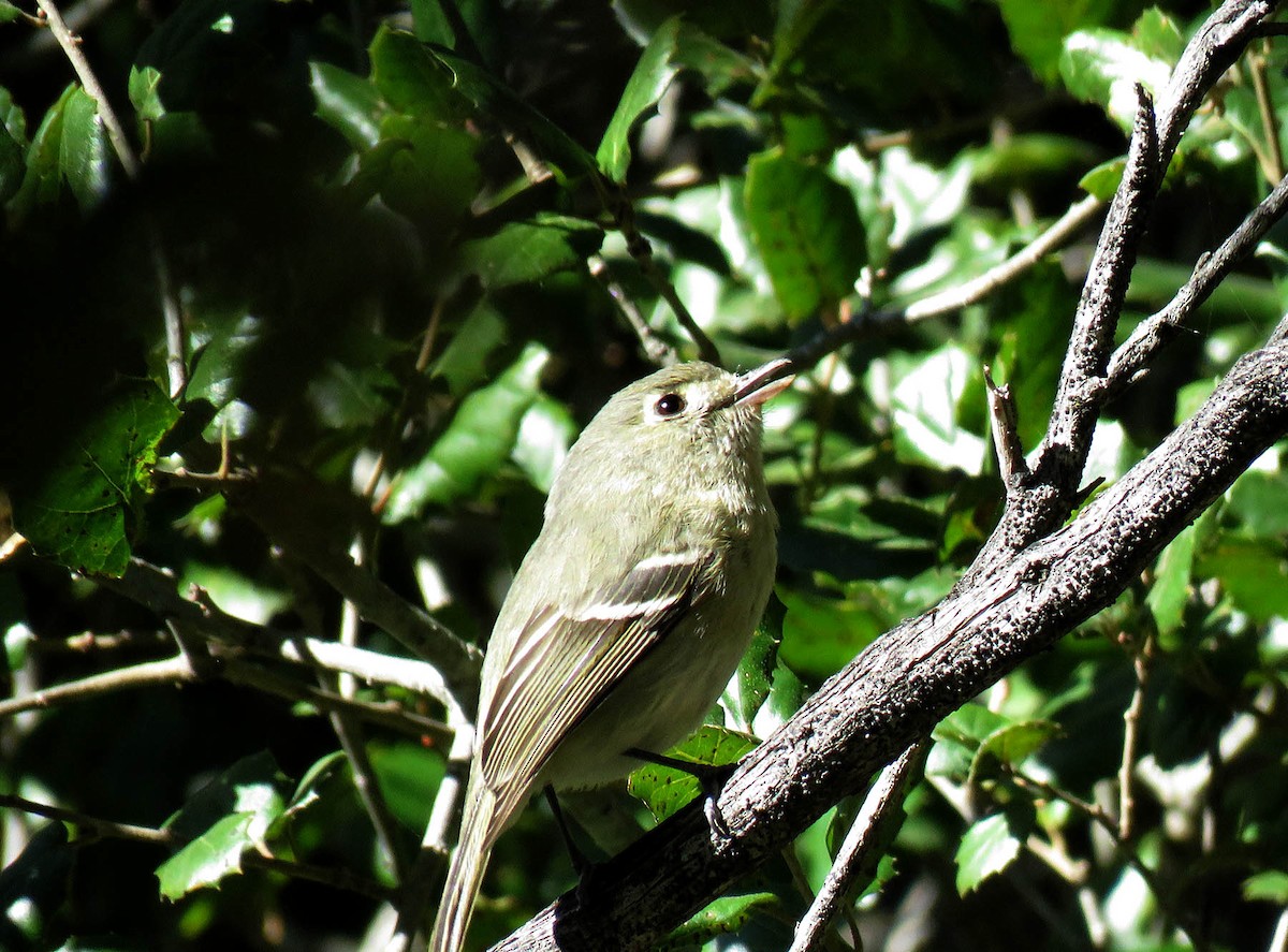 Hutton's Vireo - ML86362441