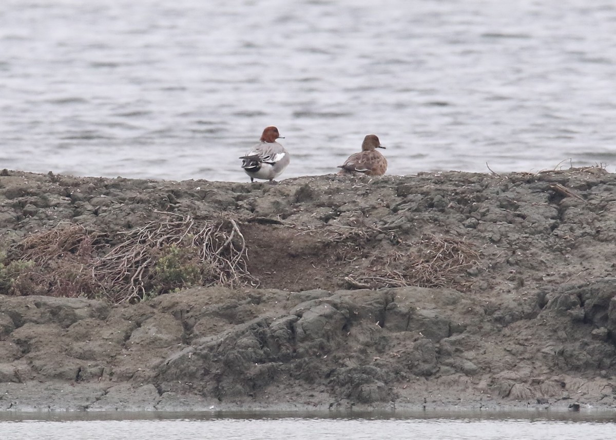 Eurasian Wigeon - Louis Hoeniger