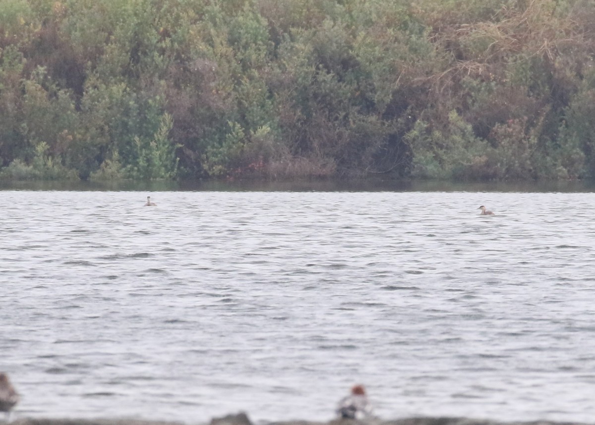 Little Grebe - Louis Hoeniger