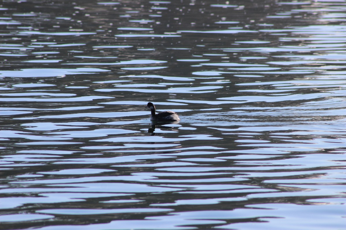 Eared Grebe - Hilary Turner