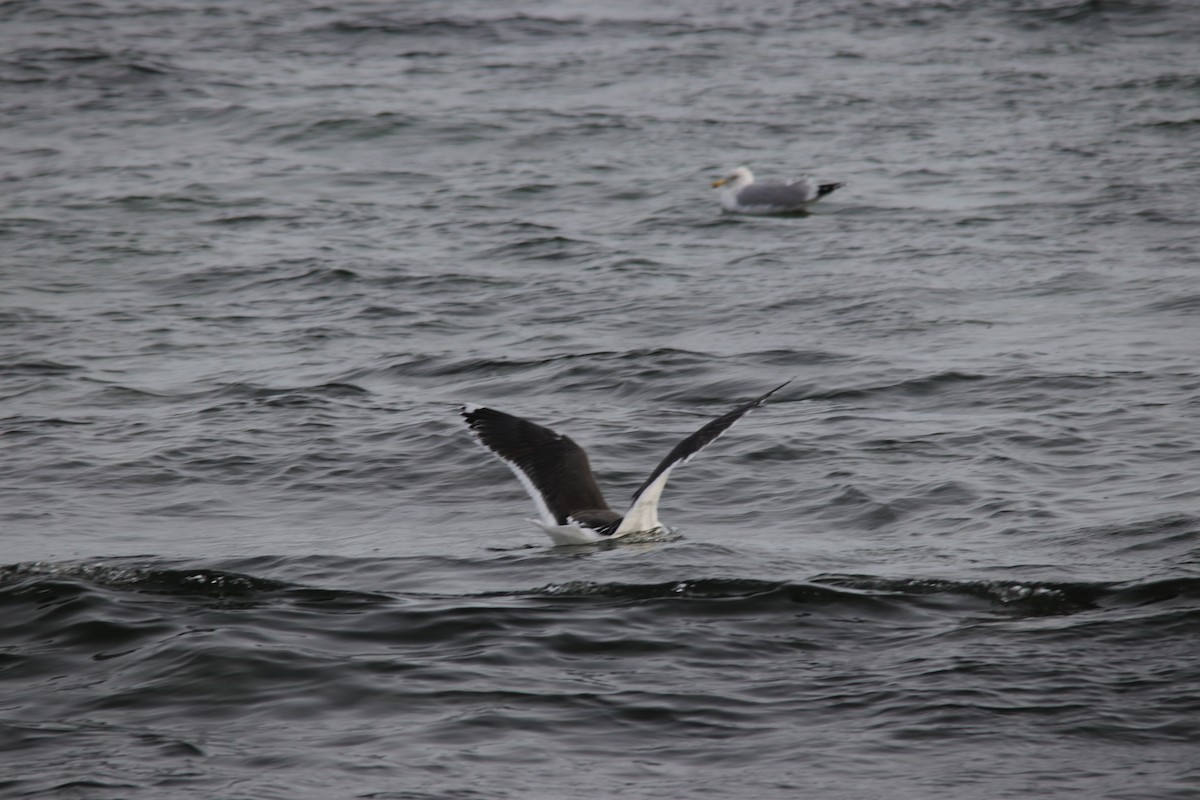 Great Black-backed Gull - ML86367741