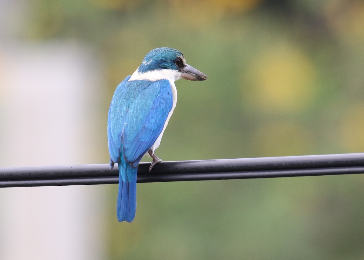 Collared Kingfisher - ML86368361