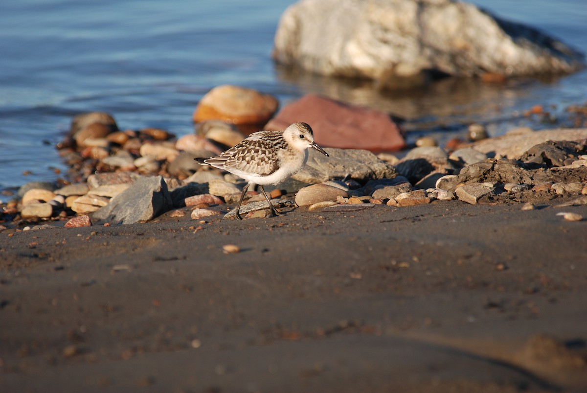 Bécasseau sanderling - ML86368611