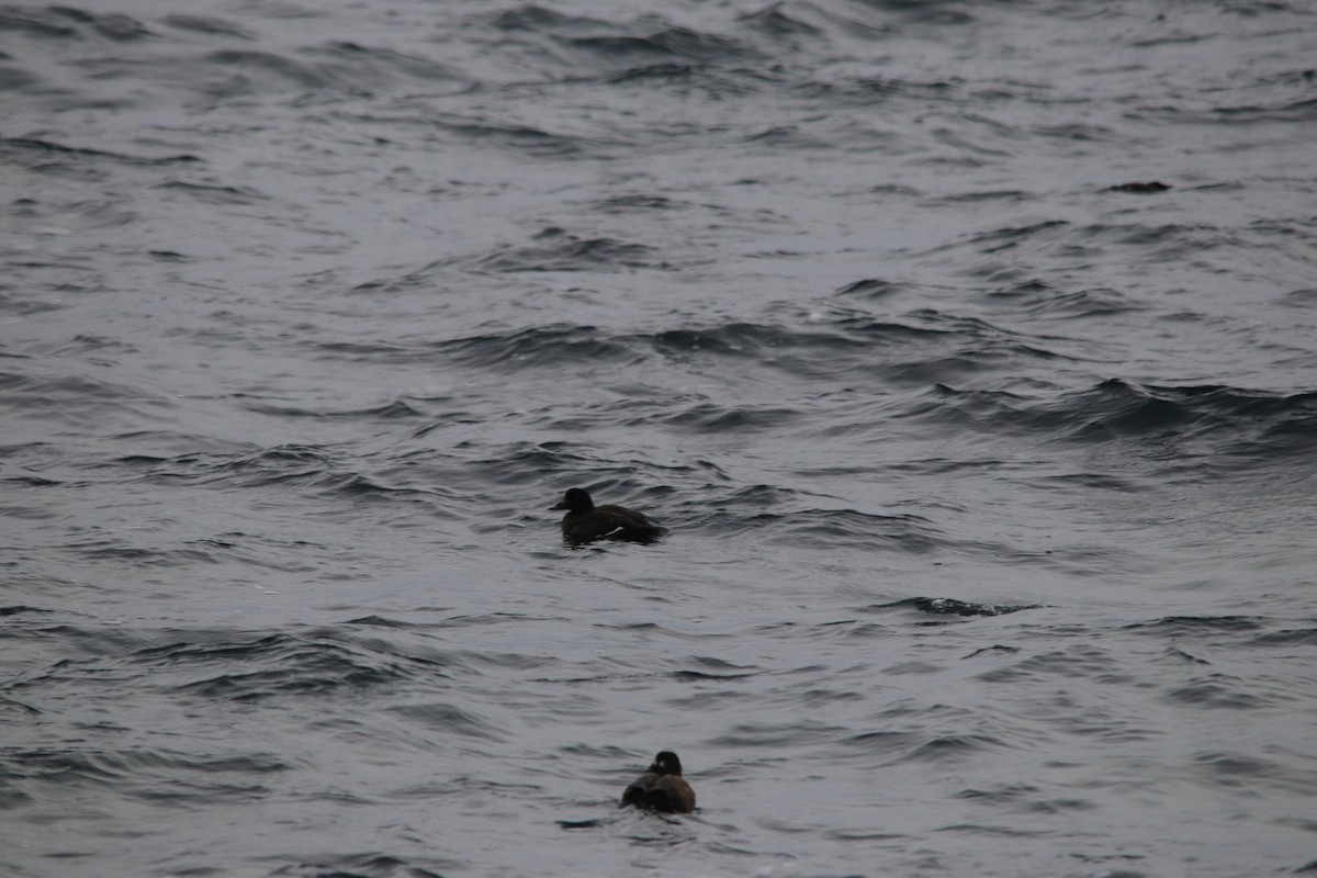 White-winged Scoter - Steve Lauermann