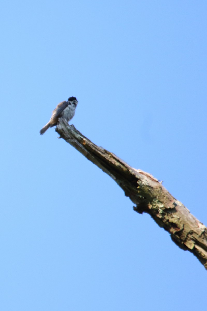 Carolina Chickadee - ML86369651