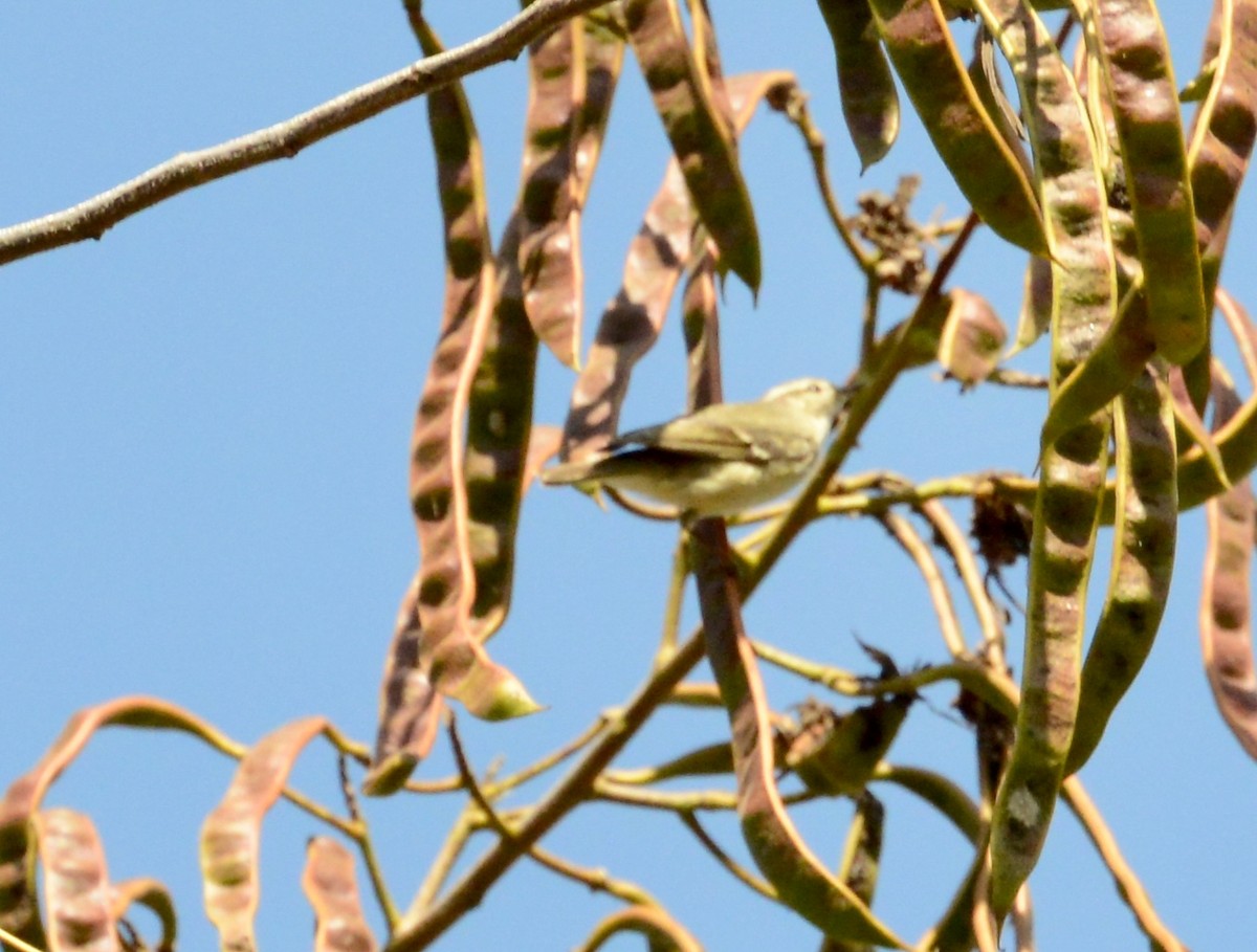 Hume's Warbler - ML86371611