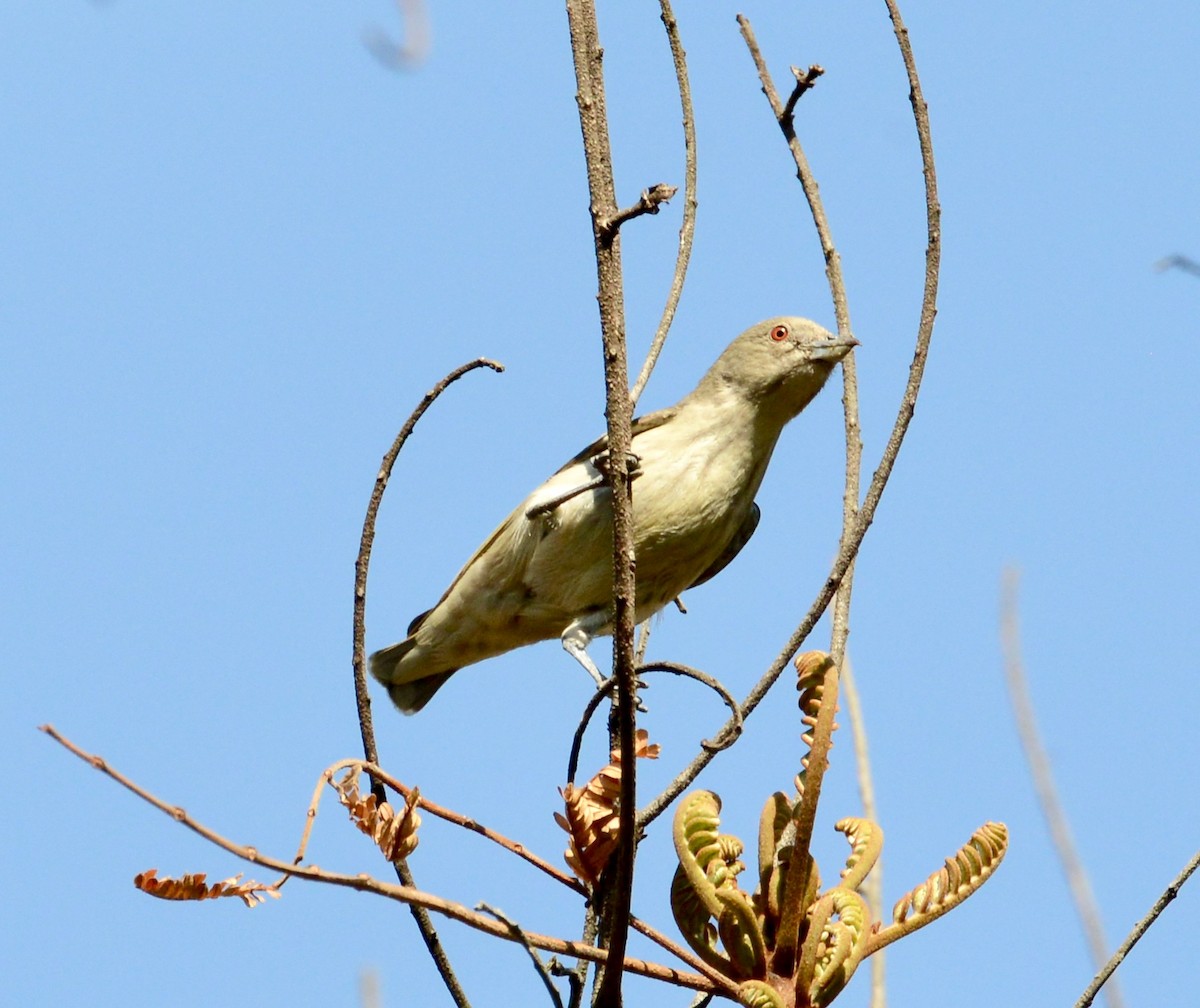 Thick-billed Flowerpecker - ML86372281