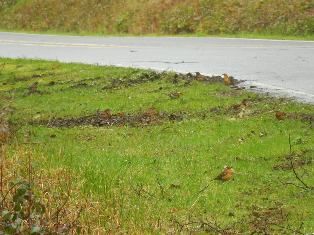 Varied Thrush - ML86376241