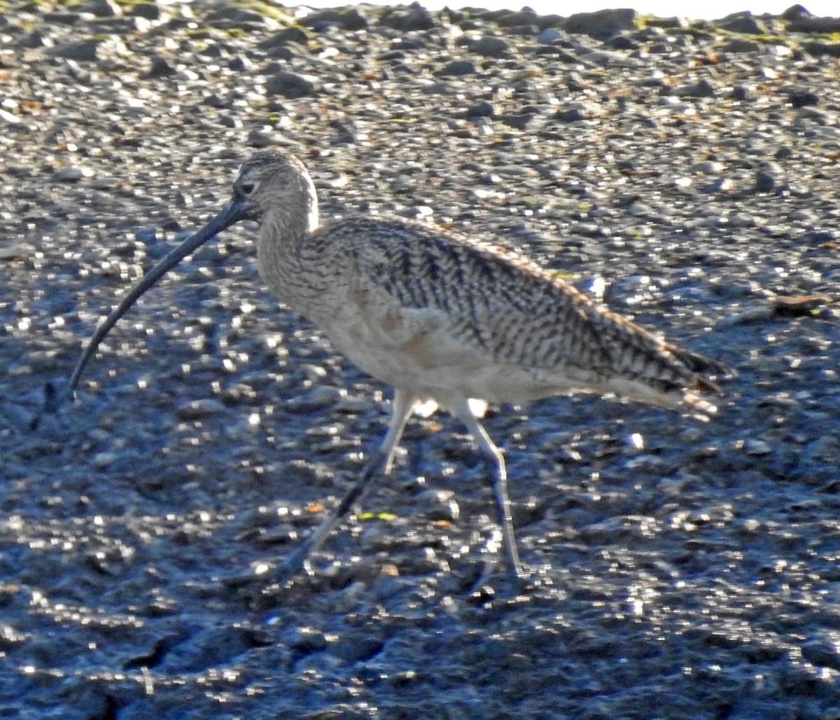 Long-billed Curlew - Ross Millikan