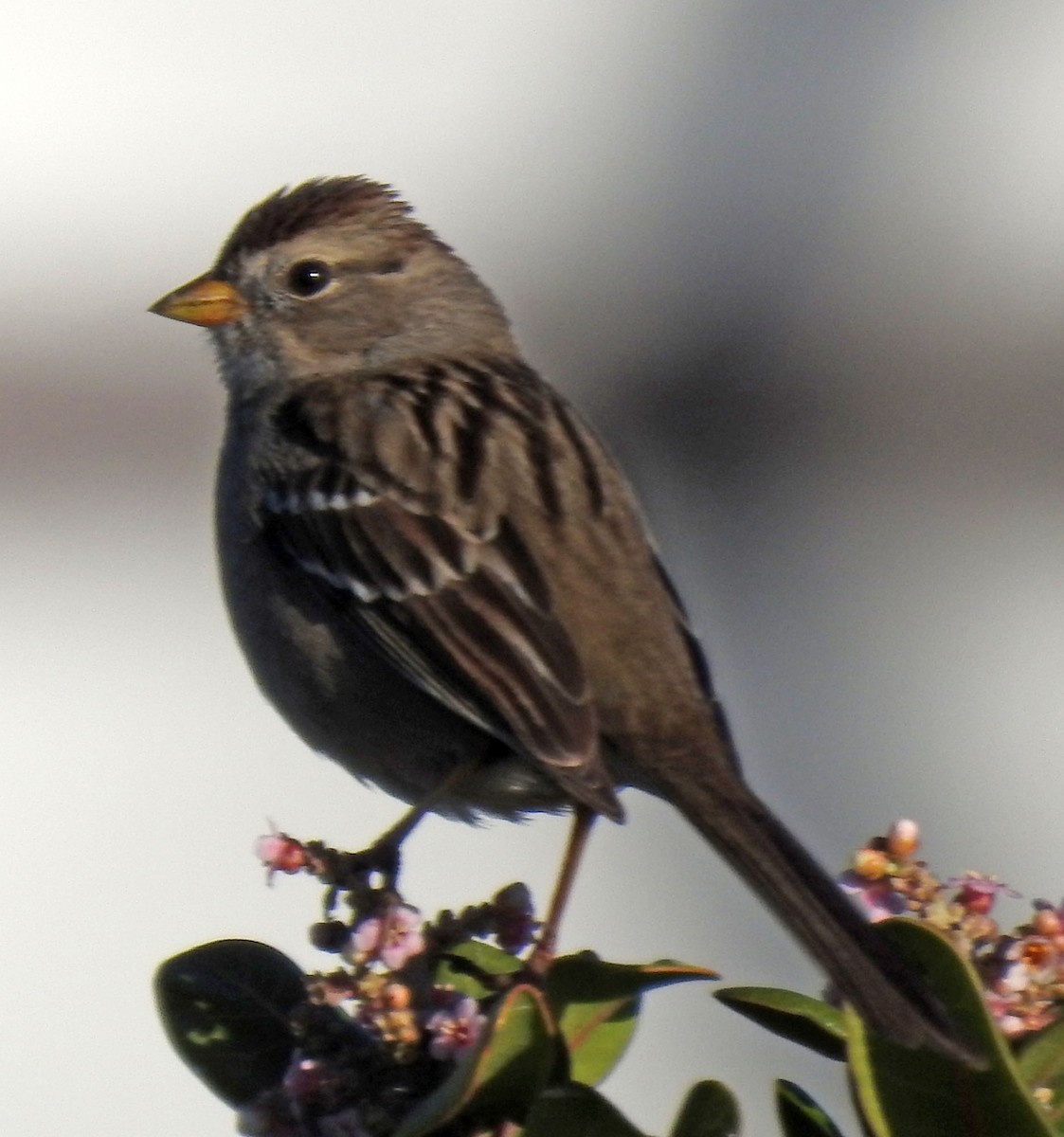 White-crowned Sparrow - Ross Millikan