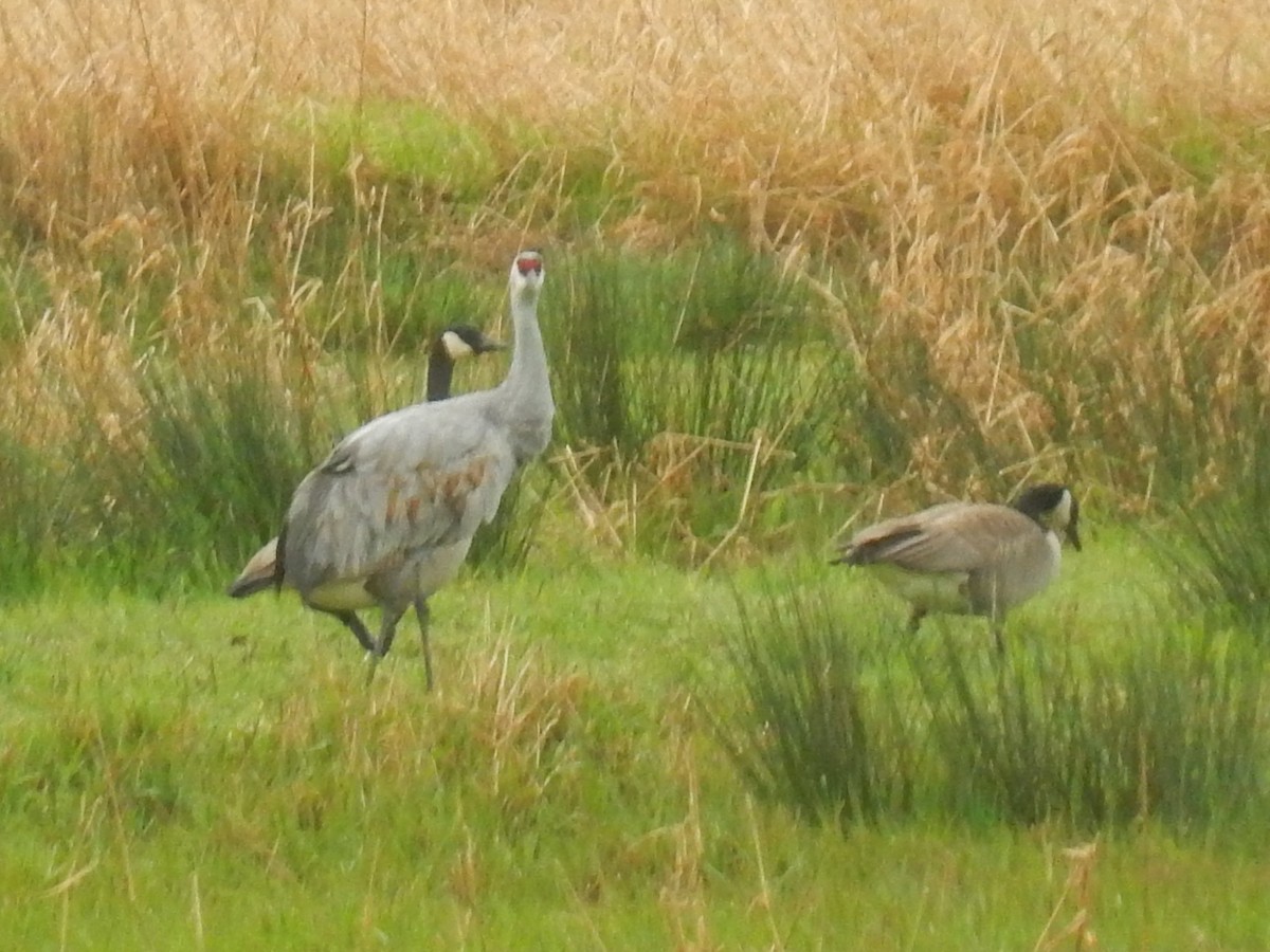 Sandhill Crane - ML86376591