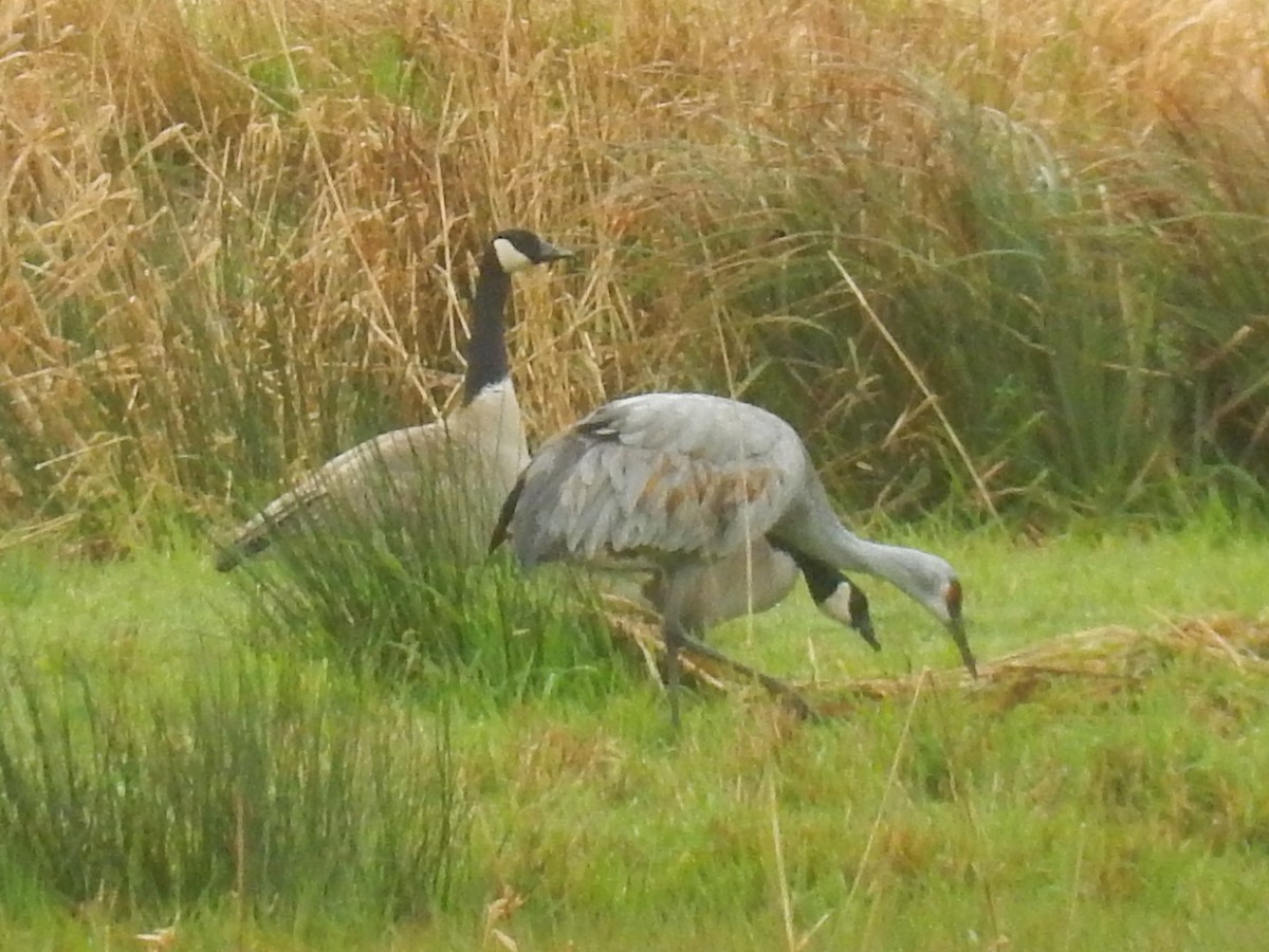 Sandhill Crane - ML86376641