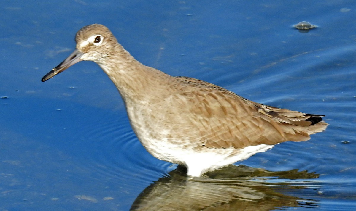 Willet - ML86376661