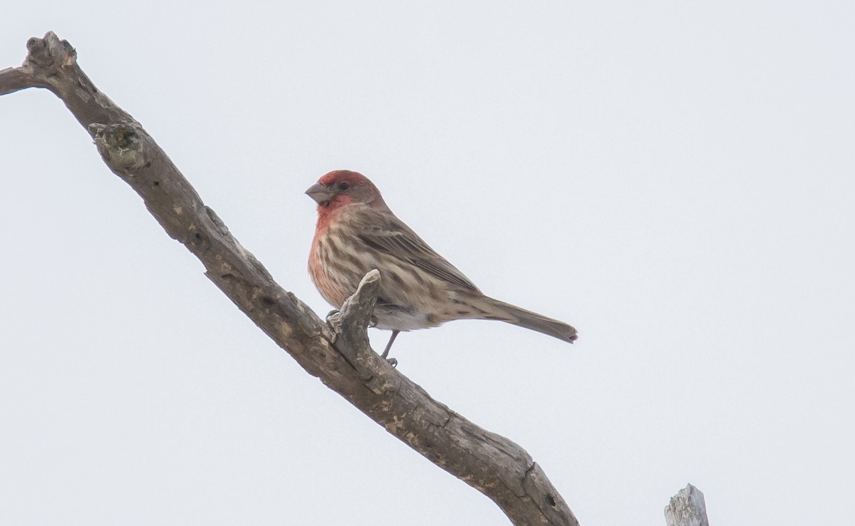 House Finch - ismael chavez