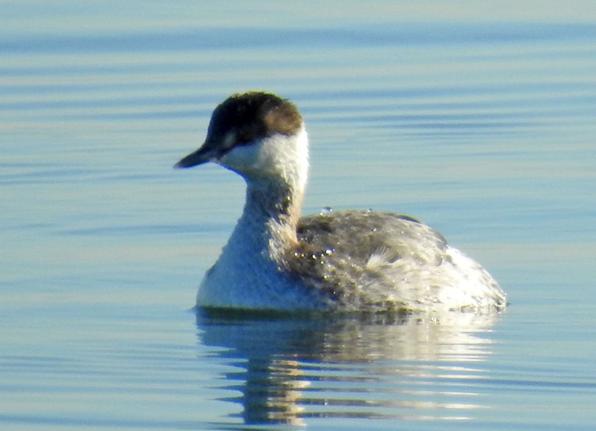 Horned Grebe - ML86376891