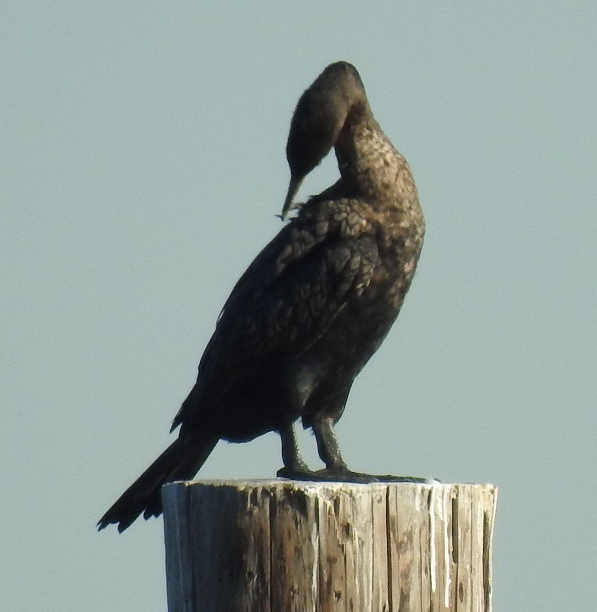 Double-crested Cormorant - Ross Millikan