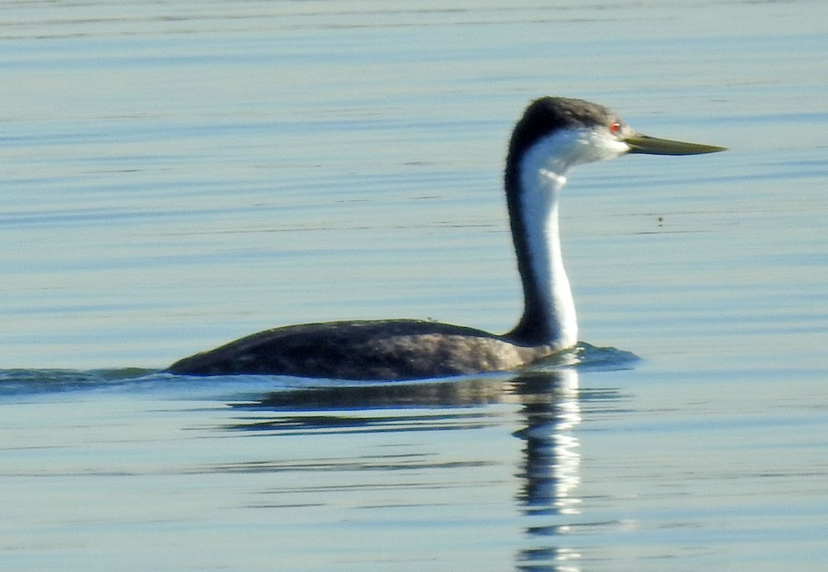 Western Grebe - Ross Millikan