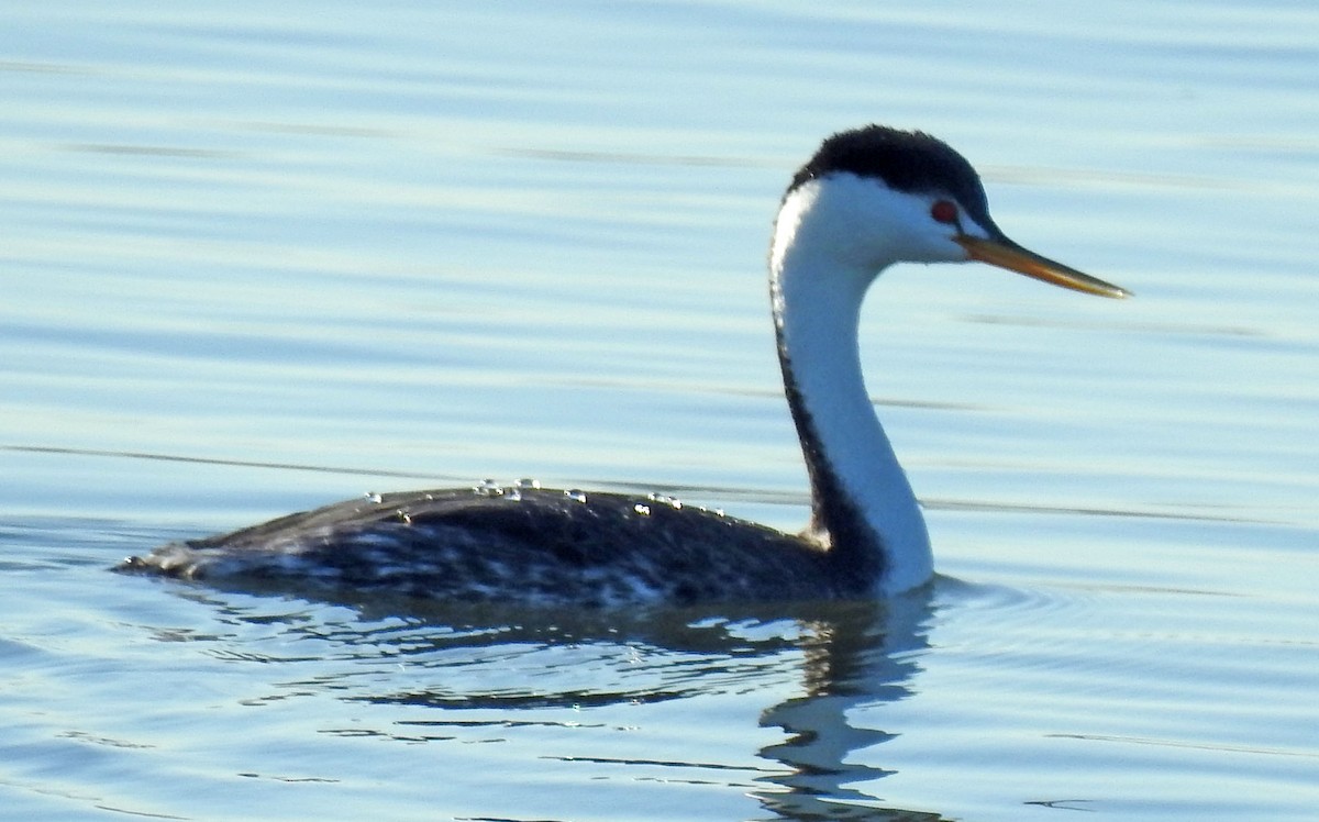 Clark's Grebe - Ross Millikan