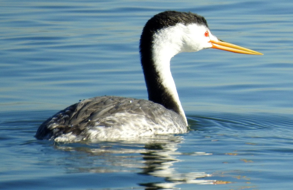 Clark's Grebe - Ross Millikan