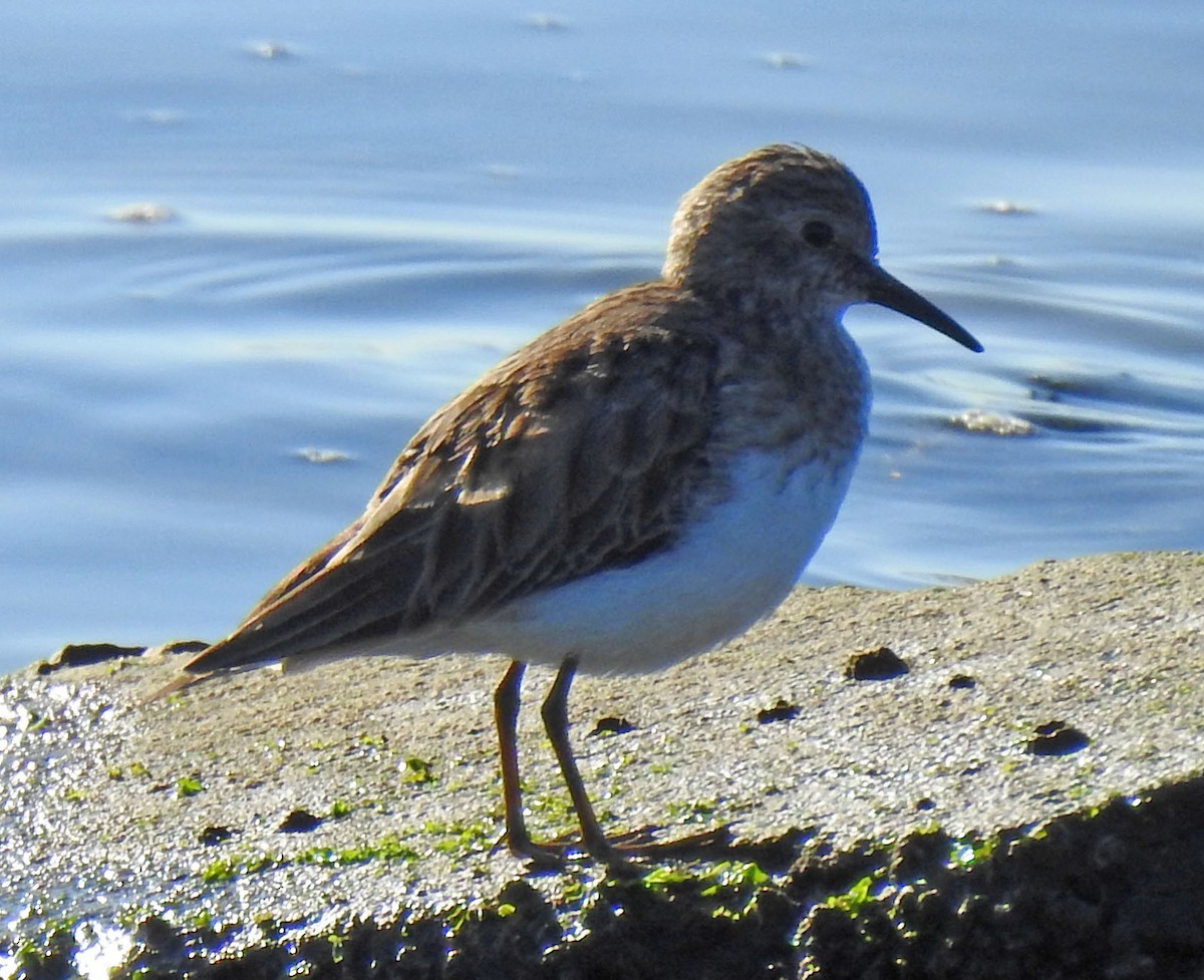 Least Sandpiper - Ross Millikan