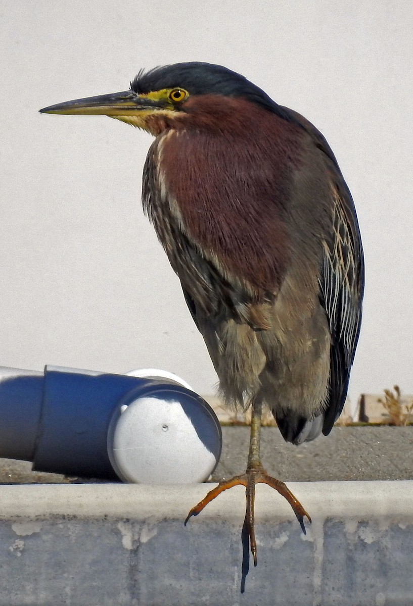 Green Heron - Ross Millikan