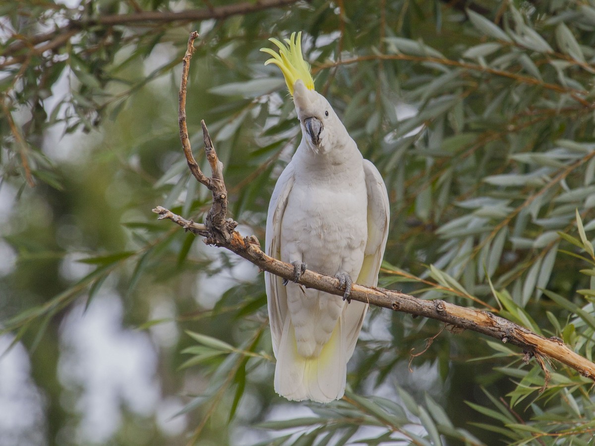 Sulphur-crested Cockatoo - Geoff Hill