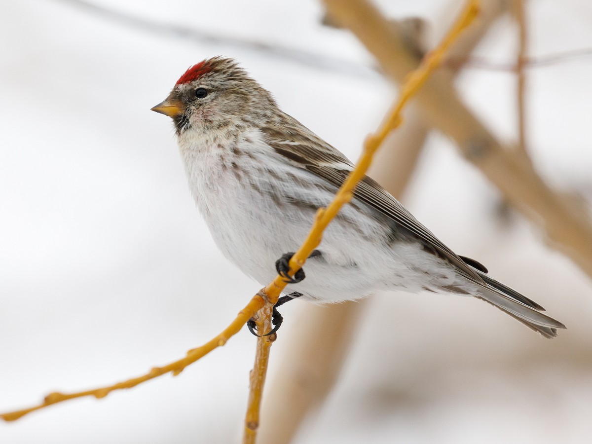 Common Redpoll - ML86377961