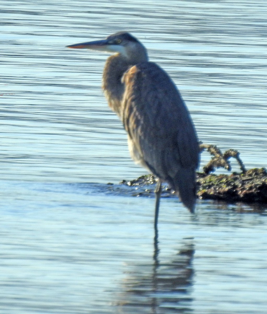 Great Blue Heron - Ross Millikan