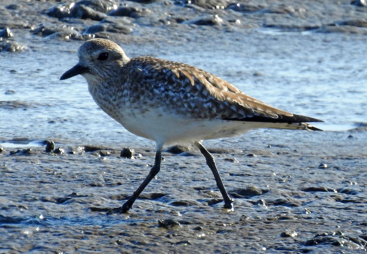 Black-bellied Plover - Ross Millikan