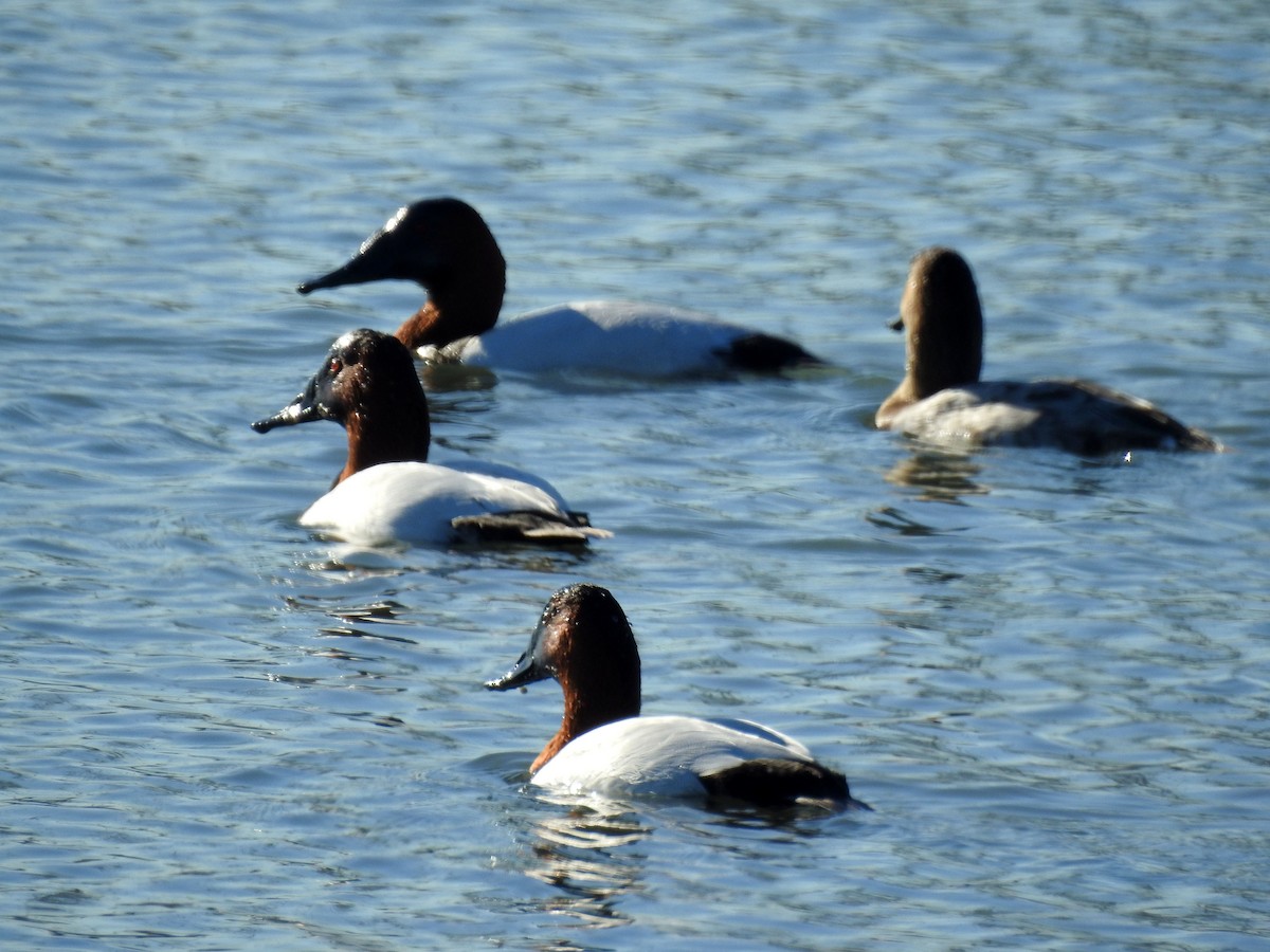 Canvasback - ML86378261