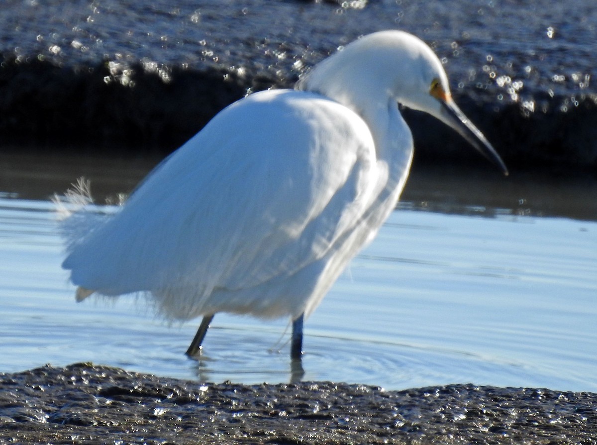 Snowy Egret - Ross Millikan