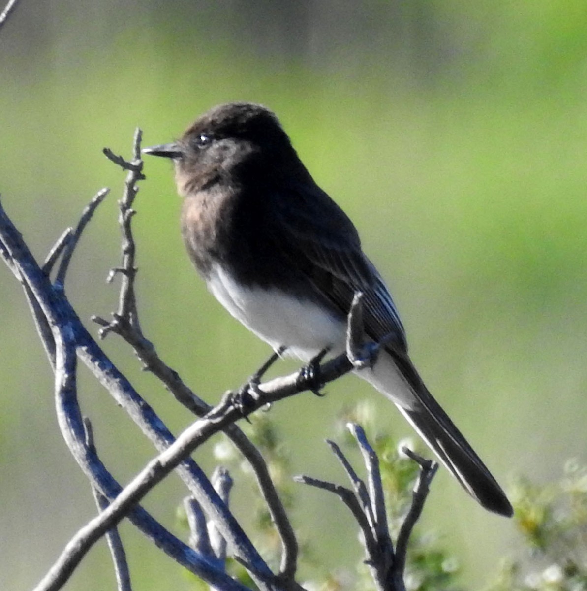 Black Phoebe - ML86378331