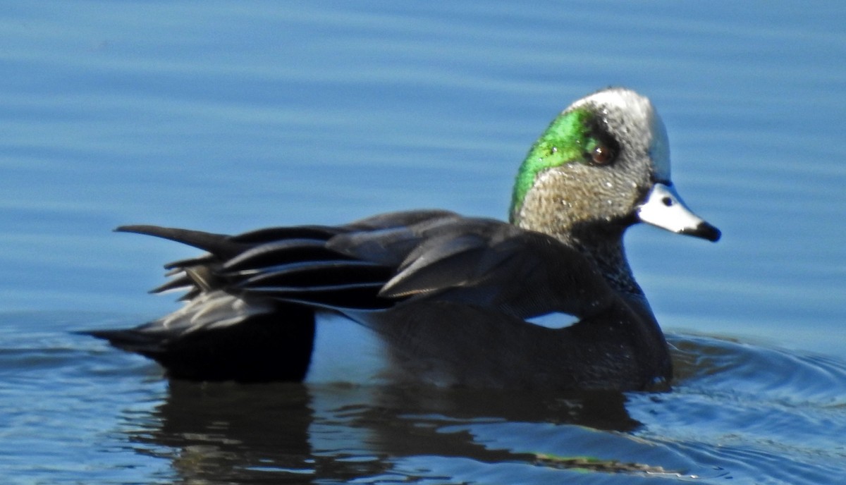 American Wigeon - Ross Millikan